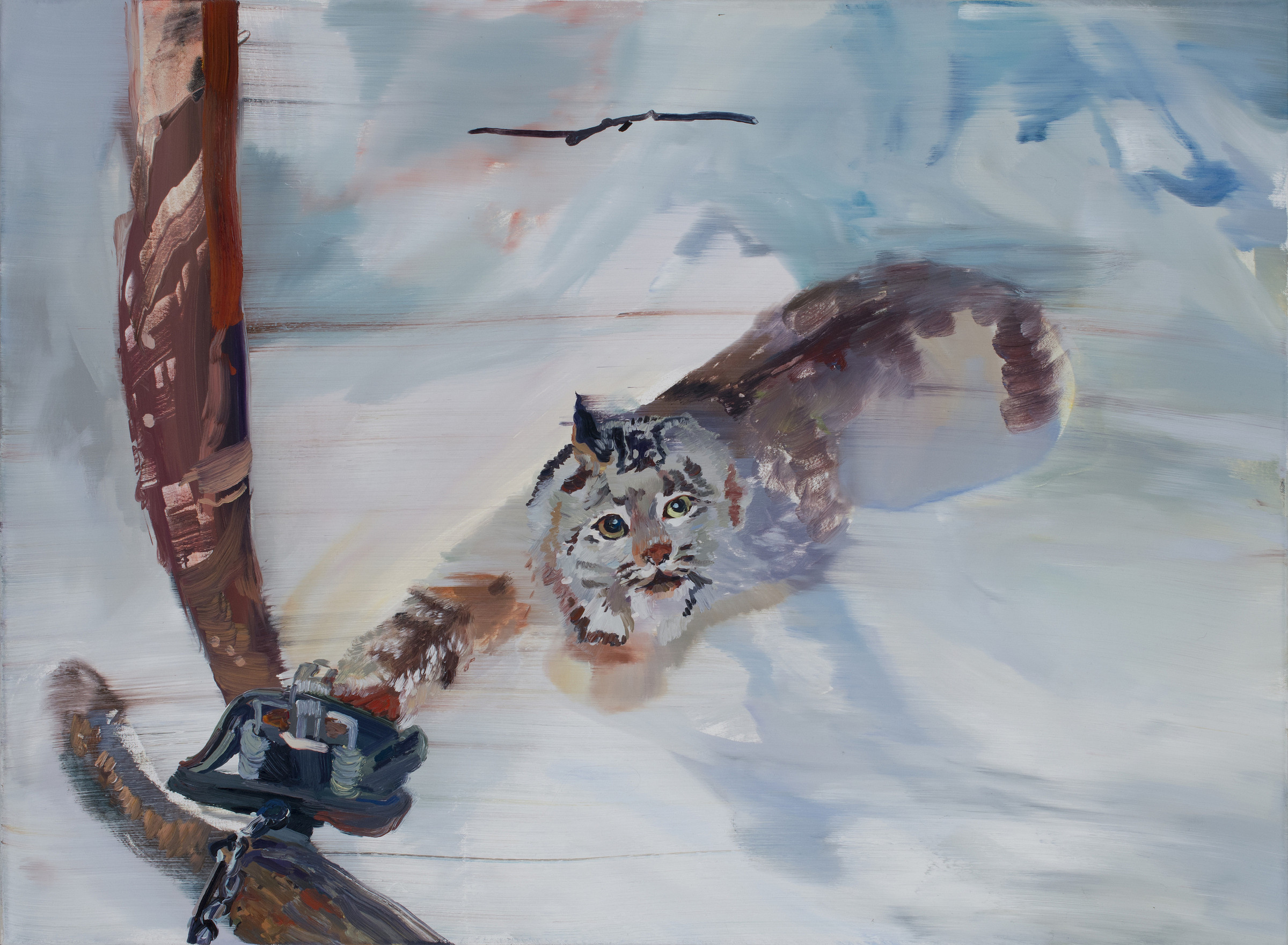 Trapped Bob Cat (after a photo by Ed Caesar)