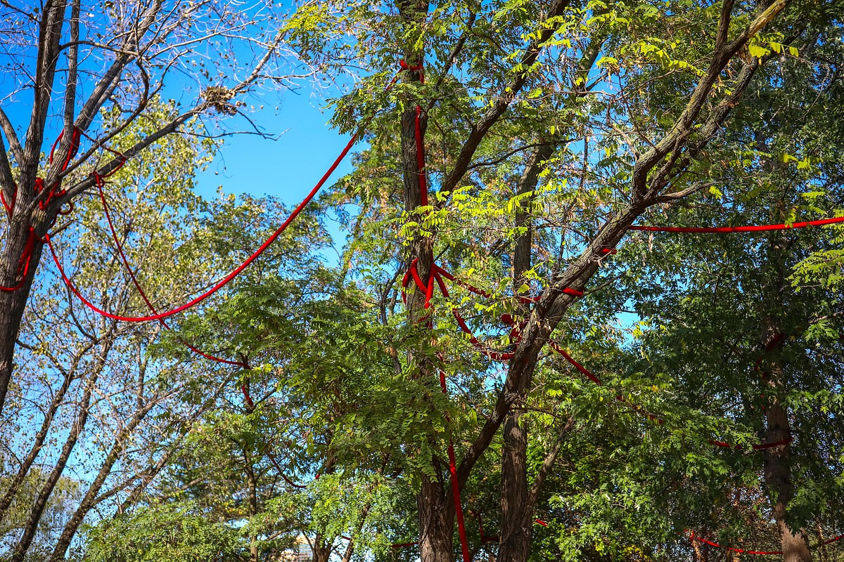 "Access Grove, Soft Stand" at Socrates Park